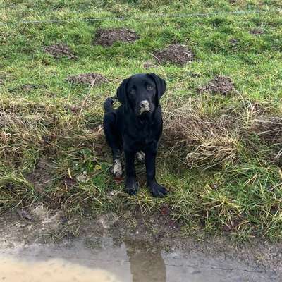 Hundetreffen-Spieltreffen / Spaziergang-Bild