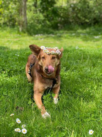 Die Dogorama Monats Challenge "Es grünt und blüht"-Beitrag-Bild