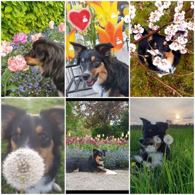 47. Collage Challenge - Sag's mit Blumen-Beitrag-Bild