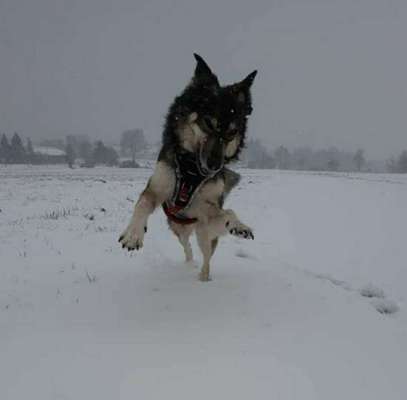 Auslandstierschutz-Beitrag-Bild