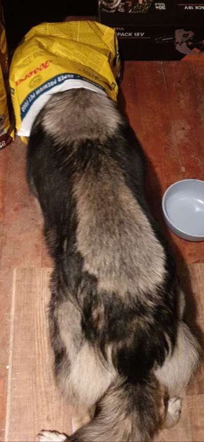 Dogorama Foto Challenge - Erwischt-Beitrag-Bild