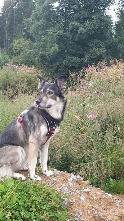 Welpenfotos-Beitrag-Bild