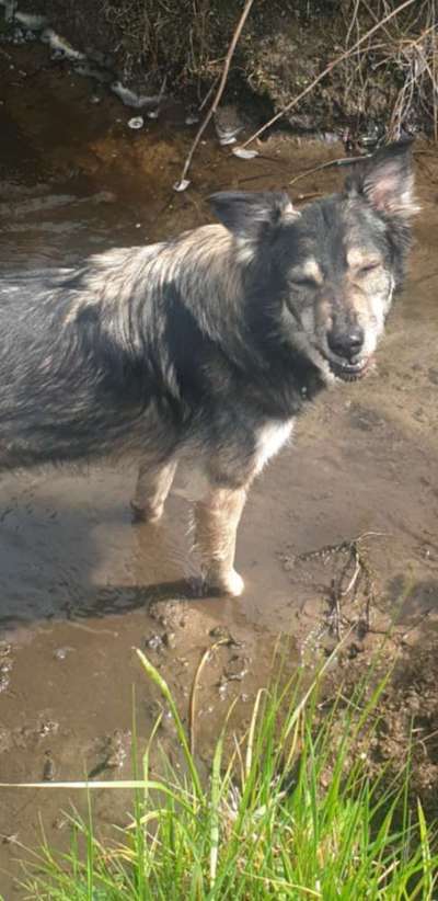 Zeige den lustigsten Blick deines Hundes-Beitrag-Bild