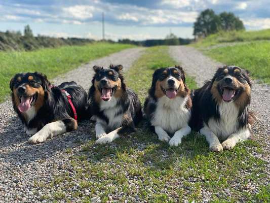 Diskussion zum neuen Entwurf des Tierschutzgesetzes....-Beitrag-Bild