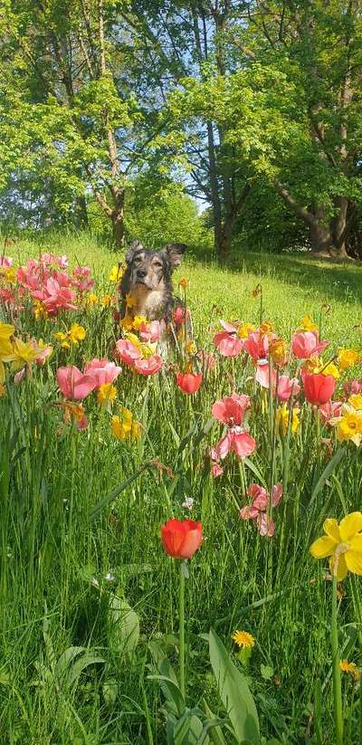 Fotochallenge Nr 96.: Bunt, Bunter, Hund 💐🌹🍁-Beitrag-Bild