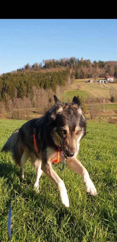 Fotochallenge Glanzbilder,du glänzt so schön-Beitrag-Bild