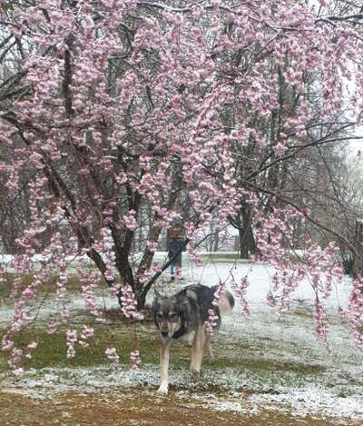 Dogorama Photo Challenge - Winterstimmung-Beitrag-Bild