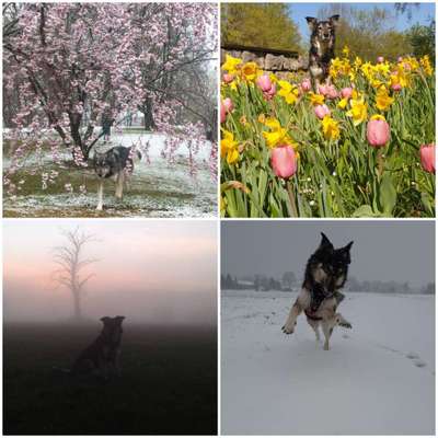 1. Fotochallenge Collagen - 4 Jahreszeiten-Beitrag-Bild