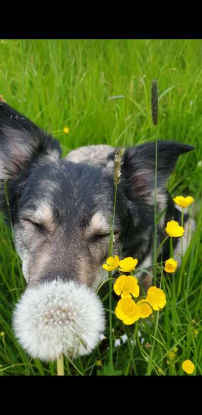 63. Handyfotochallenge   * Nase dran ! *-Beitrag-Bild