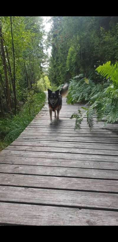 Dogorama Photo Challenge - Märchenwald-Beitrag-Bild