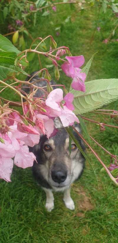 Die Dogorama Kalender Challenge Titelbild-Beitrag-Bild