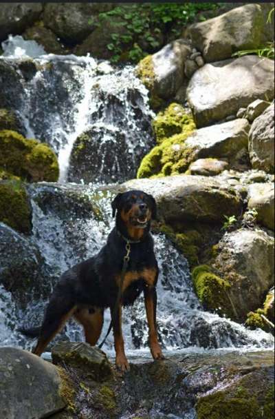 Dogorama Photo Challenge - Wasserfall-Beitrag-Bild