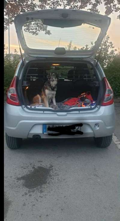 Hund im Auto lassen-Beitrag-Bild