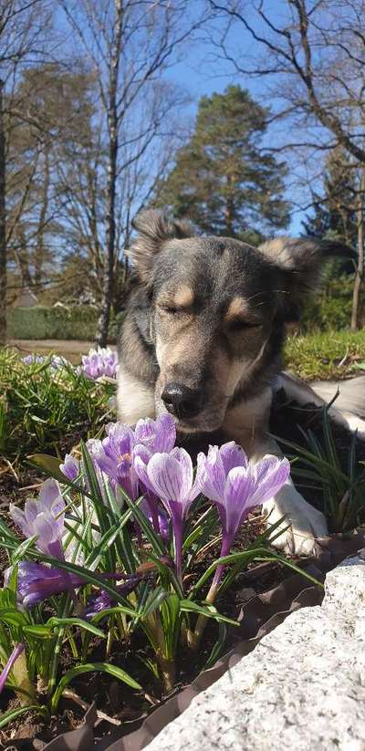 Fotochallange 63: "Dein blühendes Hündchen"-Beitrag-Bild