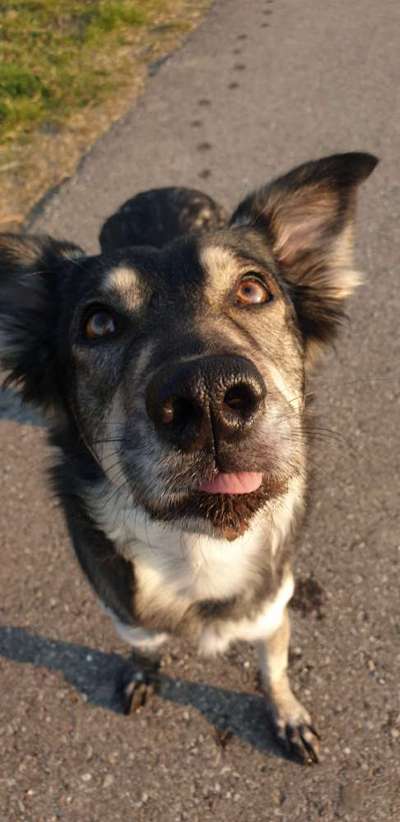 Zeige den lustigsten Blick deines Hundes-Beitrag-Bild