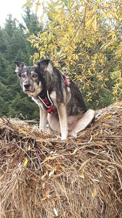 Wie heißt dein Hund?-Beitrag-Bild