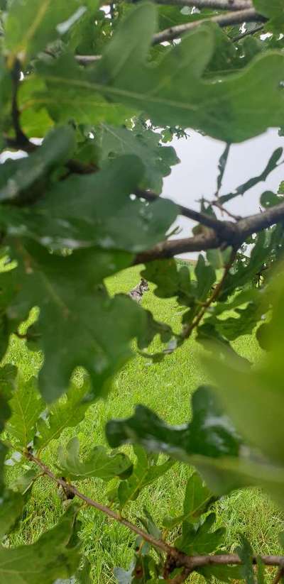 Dogorama Photo Challenge - Tarnung ist alles-Beitrag-Bild