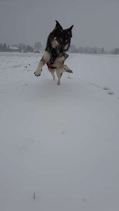 Profifoto Challenge No1 Winter, Schnee-Beitrag-Bild