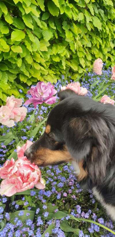 63. Handyfotochallenge   * Nase dran ! *-Beitrag-Bild