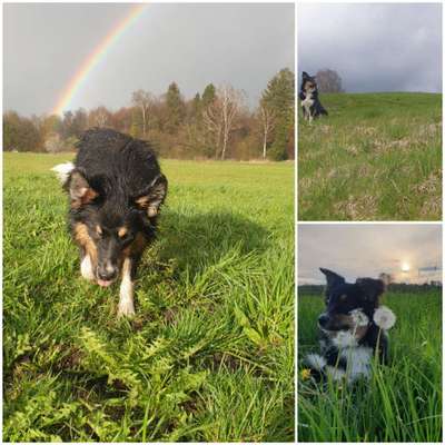 39. Collagen Challenge - Dein Hund auf einer Wiese-Beitrag-Bild