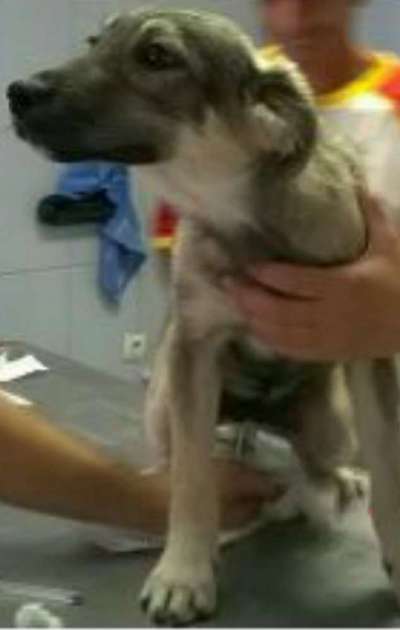 Welpenfotos-Beitrag-Bild