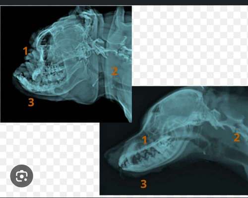 Brachyzephalie zu Hause entgegen wirken-Beitrag-Bild