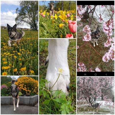 47. Collage Challenge - Sag's mit Blumen-Beitrag-Bild