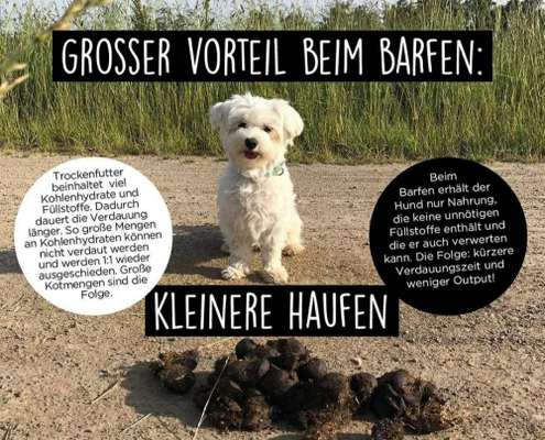 Platinum oder Belcando?-Beitrag-Bild