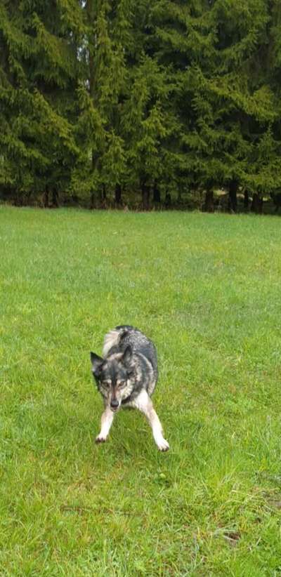 Foto Challenge Nr. 137 - Lass die Ohren fliegen-Beitrag-Bild