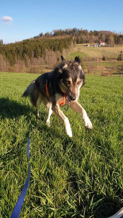 Fotosammlung: ,,Der natürliche Hund" Unbearbeitet, ungestellt und in Natura-Beitrag-Bild