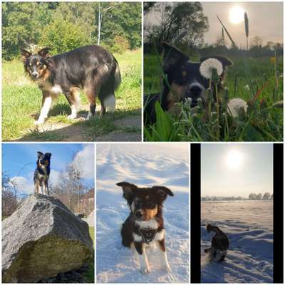 52. Collagenchallenge: Dein Hund im Sonnenschein-Beitrag-Bild