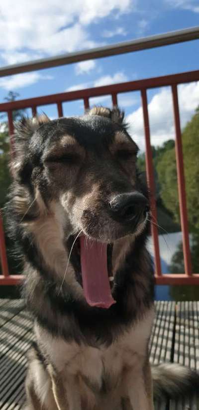 Zeige den lustigsten Blick deines Hundes-Beitrag-Bild