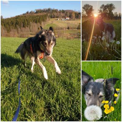 39. Collagen Challenge - Dein Hund auf einer Wiese-Beitrag-Bild