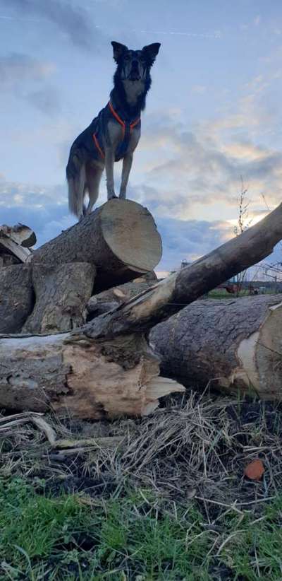 Dogorama Photo Challenge - Mein Holz und ich-Beitrag-Bild