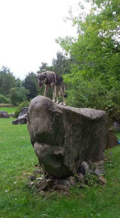 Dogorama Photo Challenge - Steine/Felsen-Beitrag-Bild