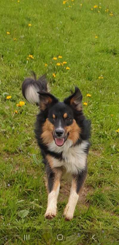 Foto Challenge Nr. 137 - Lass die Ohren fliegen-Beitrag-Bild