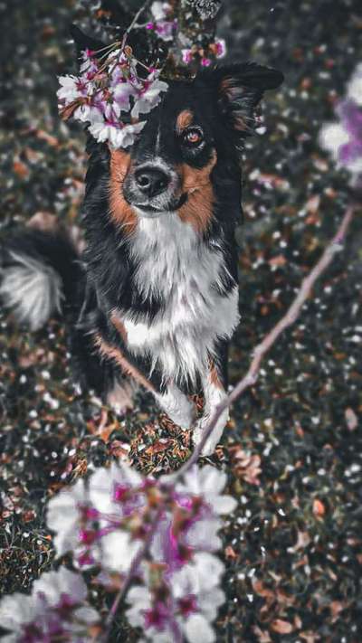 Diskussion zum neuen Entwurf des Tierschutzgesetzes....-Beitrag-Bild