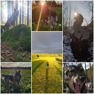 52. Collagenchallenge: Dein Hund im Sonnenschein-Beitrag-Bild