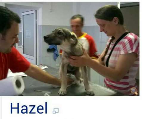 Auslandstierschutz-Beitrag-Bild