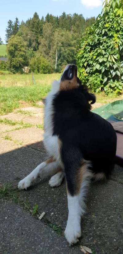 Dogorama Photo Challenge - Hündchen streckt dich-Beitrag-Bild