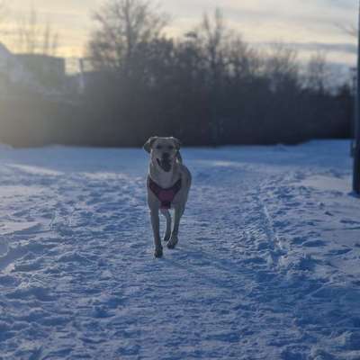 Hundetreffen-Hundewiesen und Felder unsicher machen-Bild