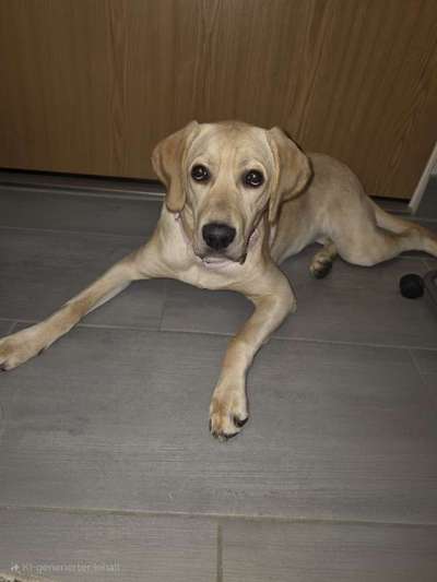 Hundetreffen-Spielen, toben-Bild