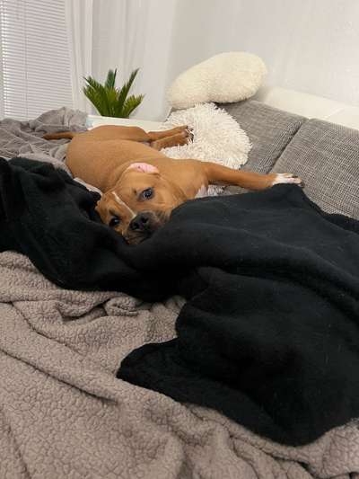 Freunde von 'Kampfhunden'-Beitrag-Bild