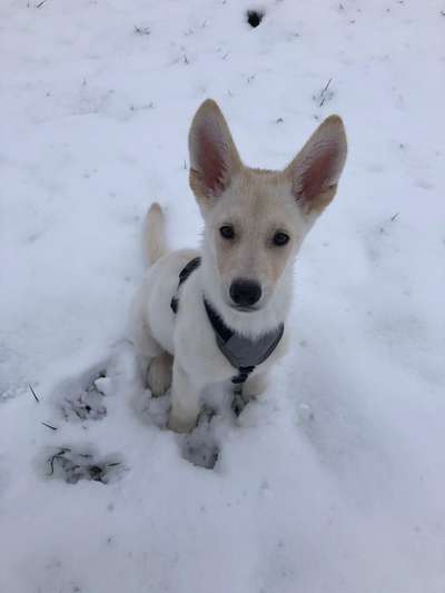 Die Dogorama Kalender Challenge Teil 2/4-Beitrag-Bild