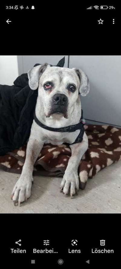 Auslandstierschutz-Beitrag-Bild