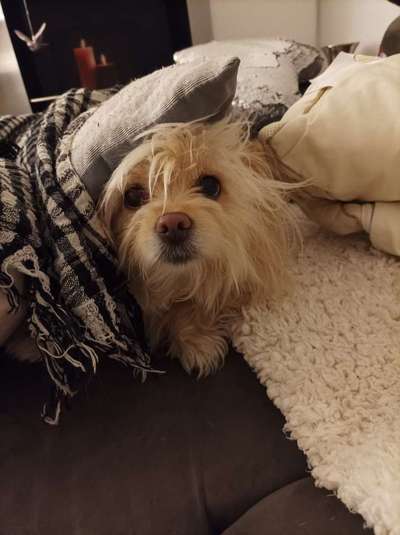 Auslandstierschutz-Beitrag-Bild