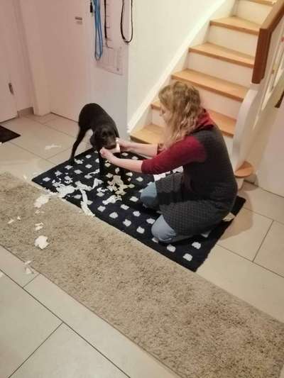 Labradorfans-Beitrag-Bild