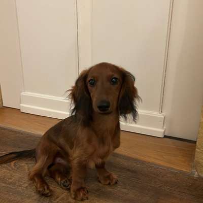 Hundetreffen-Souveräne Althunde als Sozialisationspartner gesucht-Bild