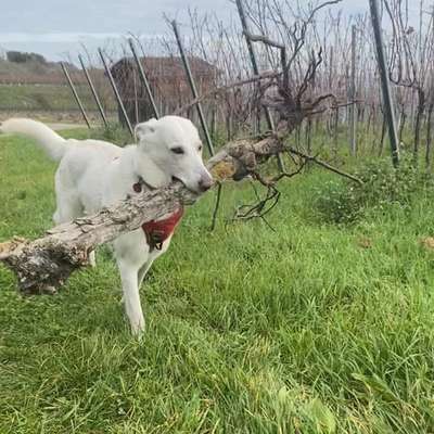 Hundetreffen-Social Walk-Bild