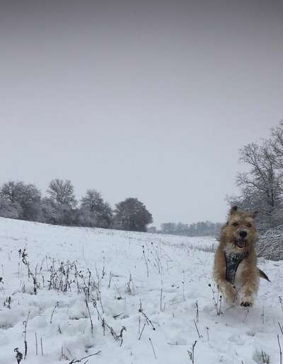 Dogorama Photo Challenge - Winterstimmung-Beitrag-Bild